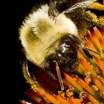 Pollen laden bee